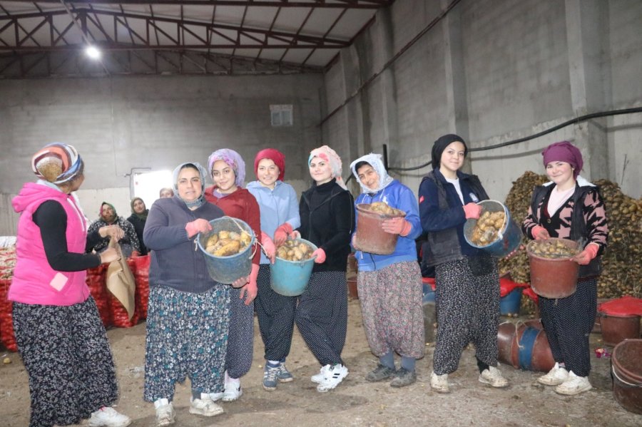 Patates işçisi kadınlar 8 Mart'ı işlerinin başında geçirdi